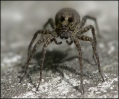 id12050-1107636164.jpg